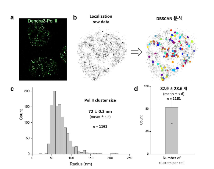 단일세포 실시간 모니터링 기술 개발을 위한 살아있는 세포 핵 내 단백질 분포의 정량적 분석기술 구축. (a) 살아있는 세포 핵 내 Pol II 단백질의 초고해상도 이미지. (b) DBSCAN cluster analysis를 통한 단밸질 분포 패턴 분석. (c) 줄기 세포 분화 과정에서 각 세포 단계별 모니터링 지표인 단백질 cluster size 분석. Pol II 단백질 cluster들의 size 평균. (d) 단일 세포핵 내에서 detection 되는 단백질 cluster 개수 평균