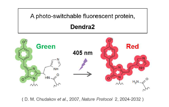 광활성 단백질 중 하나인 Dendra2의 photo-switching 모식도. Dendra2 형광 단백질은 살아있는 세포 내에서 aggregation 이슈가 없고, 안정적인 photo-conversion 효율을 보여주어, 살아있는 세포 내 biomolecule들의 PALM(photoactivated localization microscopy) 초고해상도 이미징에 널리 이용 됨