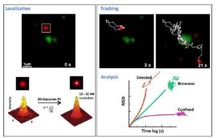 살아있는 세포 내에서 single-molecule tracking (SMT)를 통한 특 정 단백질의 diffusion 특성 분석