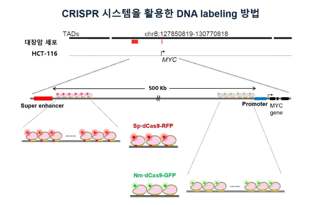 dCas9 system을 이용한 HCT116 세포의 Myc 유전자의 enhancer 부위와 promoter 부위의 형광 표지 전략. Enhancer 부위는 RFP가 labeling 되어있는 Sp-dCas9 단백질을 이용, promoter 부위는 GFP가 labeling 되어있는 Nm-dCas9을 이용해 서 형광 표지