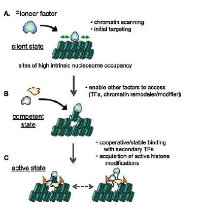파이오니어 인자는 뉴클레오솜 DNA에 결합하여 다양 한 전사조절인자가 결합할 수 있게 하여 유전자 활성을 유도 함