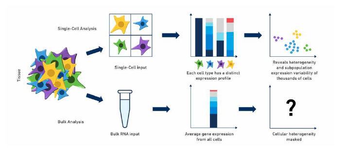조직을 단일 세포로 분리한 후 각 세포 타입 별 분석을 통하여 세포간 이질성과 분포를 시공간적으로 구분 할 수 있으며 벌크 세포 앙상블 분석과의 비교를 통하여 기존 지식의 한계를 확인할 수 있음