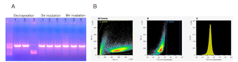 마우스 배아줄기세포 (mouse embryonic stme cell, mESC) 내에 FOXD2 DNA 서열 앞에 Dendra2 형광라벨을 HDR(Homology directed repair) 과정을 유도한 뒤 세포 내 자체 회복 시스템을 이용해 삽입여부 확인. A. genotyping을 통해 FOXD2 단백질 앞에 Dendra2 형광 단백질이 Knock in 되었음을 확인, B. Fluorescence-activated cell sorting(FACS)를 이용하여 Dendra2 신호를 감지 하려고 했으나 발현의 부재로 인한 세포 선별 어려움 확인