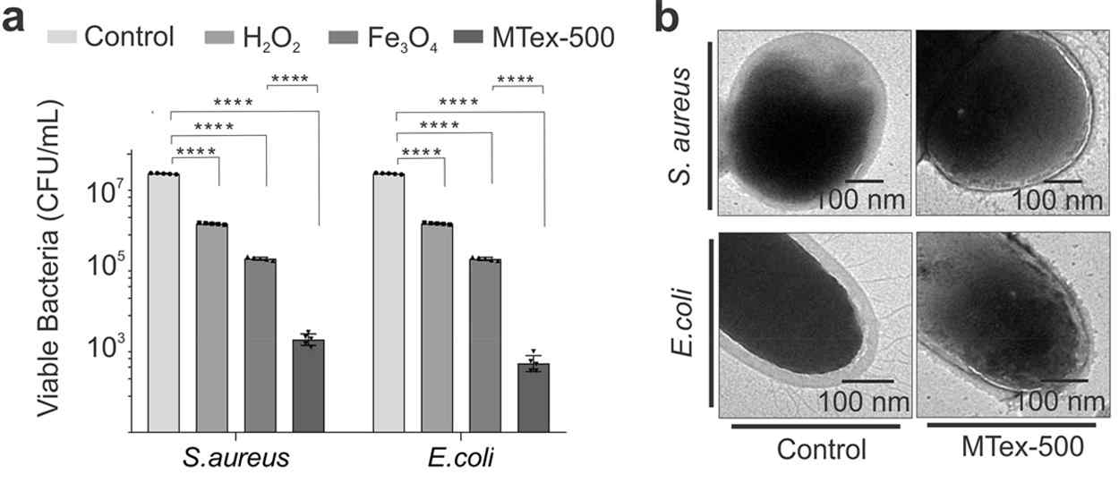 (a) MTex가 처리된 후 생존한 박테리아 수, (b) 식 염수 및 MTex에 노출된 박테리아의 TEM 이미지