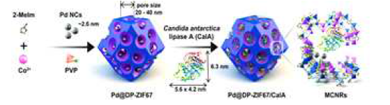 DP-ZIF67 내부에 불포화 Co2+, Pd NCs, CalA을 포함하는 복합 촉매 나노반응기 (MCNRs)의 합성