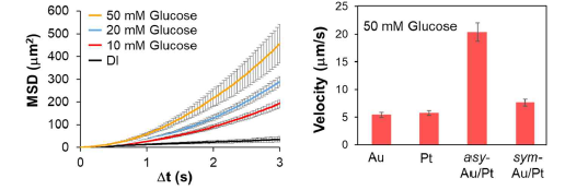 포도당 농도에 따른 나노모터의 MSD (평균제곱거리) 및 Au, Pt, asy-Au/Pt(비대칭구조), sym-Au/Pt (대칭구조)의 속도 비교