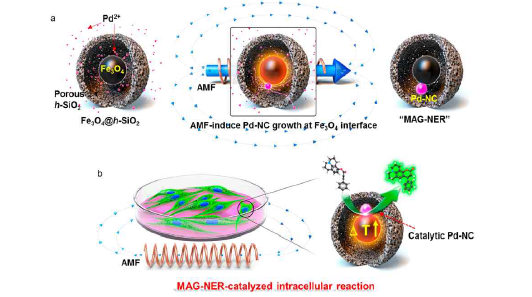 (a) MAG-NER합성과 (b) 세포 내 자기장-유도 유기촉매 응용에 대한 도식