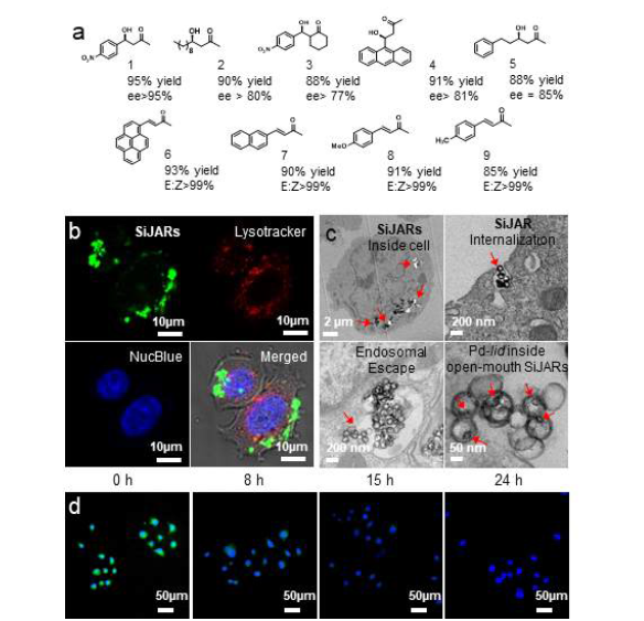 (a) Cal-Pd@SiJAR과 여러 기질을 사용한 알돌 반응 생성물의 수율 및 거울상 이성질체 과잉율. (b) 형광물질로 태그된 SiJAR를 내재화한 MCF-7세포의 CLSM이미지. (c) Cal-Pd@SiJAR로 내재화 및 고정된 세포 단면의 TEM 이미지. (d) 세포 내에서 형광 알데히 드와 아세톤 사이의 알돌 반응의 시간 경과 형광 이미지