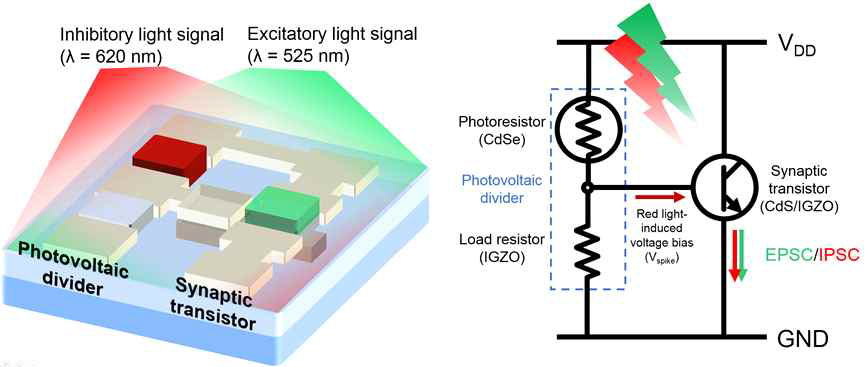 광 시냅스 단위 회로의 구조도