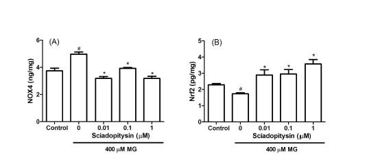 Effect of sciadopitysin on the cellular NOX4 and nuclear Nrf2 level of SK-N-MC cells in the presence of MG. Cells were pre-incubated with sciadopitysin prior to addition of 400 μM MG, followed by further incubation for 48 h. The levels of cellular NOX4 (A) and nuclear Nrf2 (B) were measured via ELISA. #P < 0.05, control vs. MG; *P < 0.05, MG vs. sciadopitysin