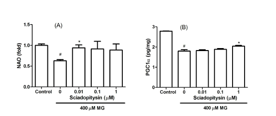Effect of sciadopitysin on the cardiolipin peroxidation and PGC-1α level of SK-N-MC cells in the presence of MG. Cells were pre-incubated with sciadopitysin prior to addition of 400 μM MG, followed by further incubation for 48 h. (A) Cardiolipin oxidation was measured using 5 μM 10-N-nonyl-acridine orange (NAO). (B) The levels of PGC-1α in the cell lysate were detected via ELISA. #P < 0.05, control vs. MG; *P < 0.05, MG vs. sciadopitysin