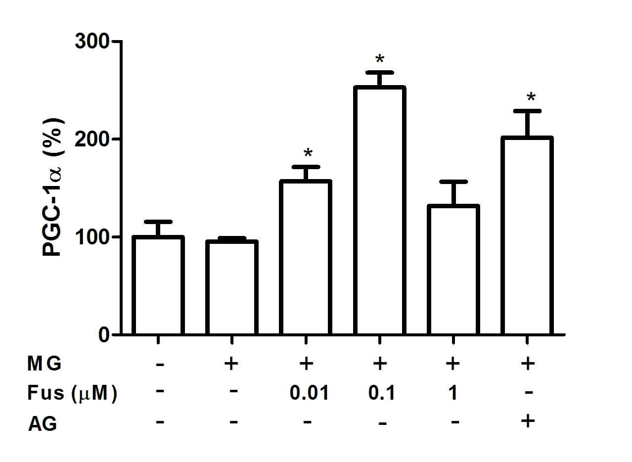 Effect of fustin on the levels of PGC-1α in MG-treated cells. RIN-m5F cells were pre-incubated with fustin (Fus) or 400 μM aminoguanidine (AG) before treatment with 300 μM methylglyoxal (MG) for 48 h. The control value for PGC-1α was 96.3 ± 14.98 ng/mg. #P < 0.05, compared with untreated cells; *P < 0.05, compared with cells treated with MG alone