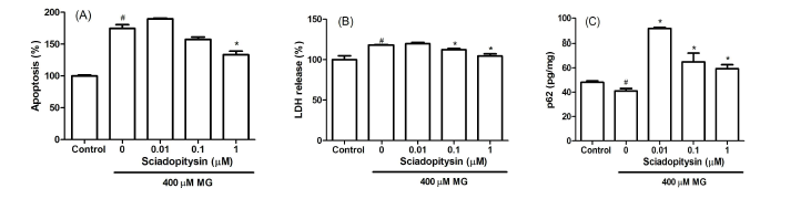 Effect of sciadopitysin on the apoptosis, necrosis, and autophagy of SK-N-MC cells in the presence of MG. SK-N-MC cells were pre-incubated with sciadopitysin before treatment with 400 μM MG for 48 h, and then apoptosis (A), LDH release (B), and p62 (C) were measured. #P < 0.05, control vs. MG; *P < 0.05, MG vs. sciadopitysin