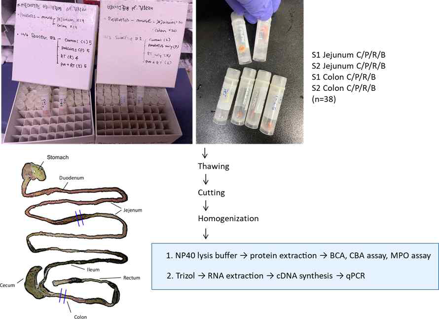 방사선 장염 지표 분석을 위한 실험 절차 (S1: 방사선 조사 후 4일 차 군; S2: 방사선 조사 후 7일 차 군)