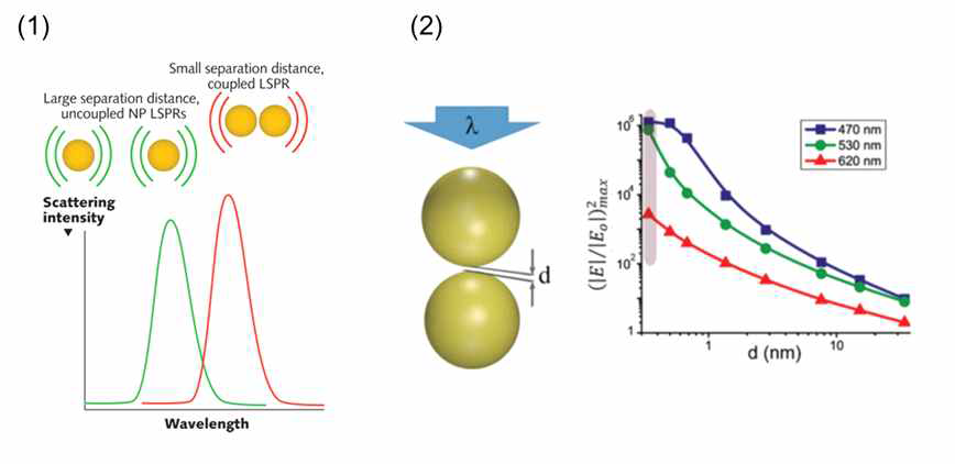 (1) 기존 플라즈몬 공명에 비해 더 강하고 좁은 영역에 집속되는 갭모드 플라즈몬. (2) 나 노입자 사이의 간격이 좁을수록 강해지는 갭모드 플라즈몬 공명의 세기