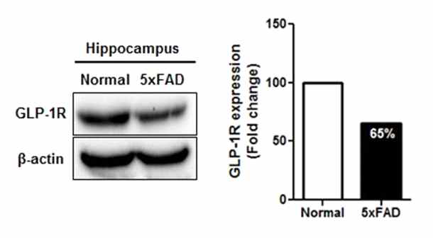 치매 모델 생쥐 5xFAD의 뇌 hippocampus에서 GLP1 receptor의 발현 측정