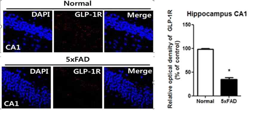 치매 모델 생쥐 5xFAD의 뇌 hippocampus CA1 영역에서 GLP1 receptor의 발현 측정