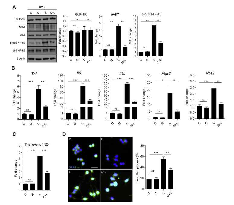 GLP-1 attenuates LPS-induced inflammation in BV-2 microglia cells