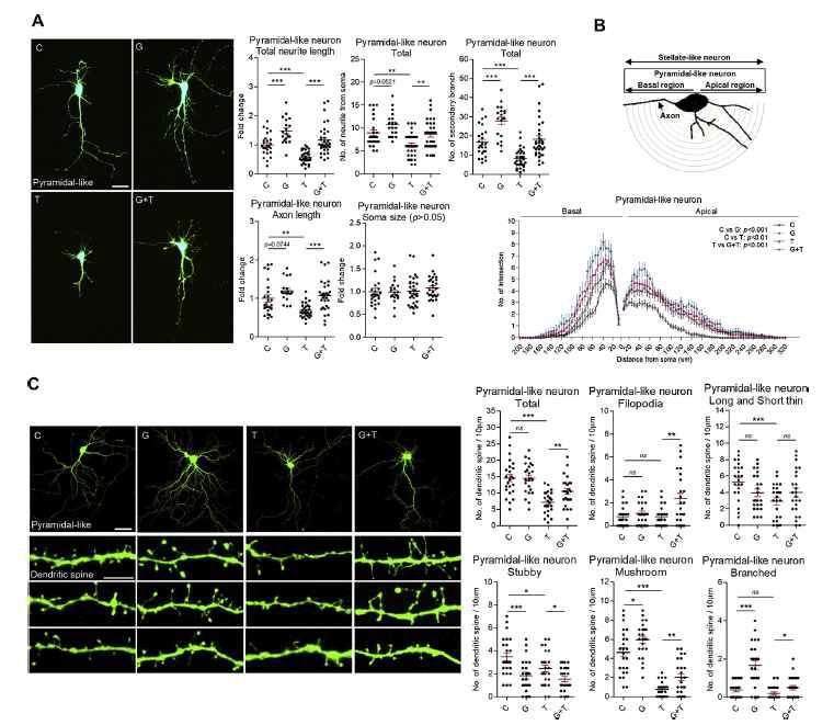 GLP-1 enhanced neuritic complexity and dendritic spine development in TNFα-modified primary cortical pyramidal-like neurons