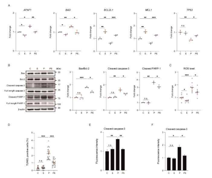 8(좌측). Exendin-4 suppresses the neuronal apoptosis under palmitic acid-induced oxidative stress. Figure 9(우측).Exendin-4 improves insulin signaling in a neuron under palmitic acid-induced oxidative stress