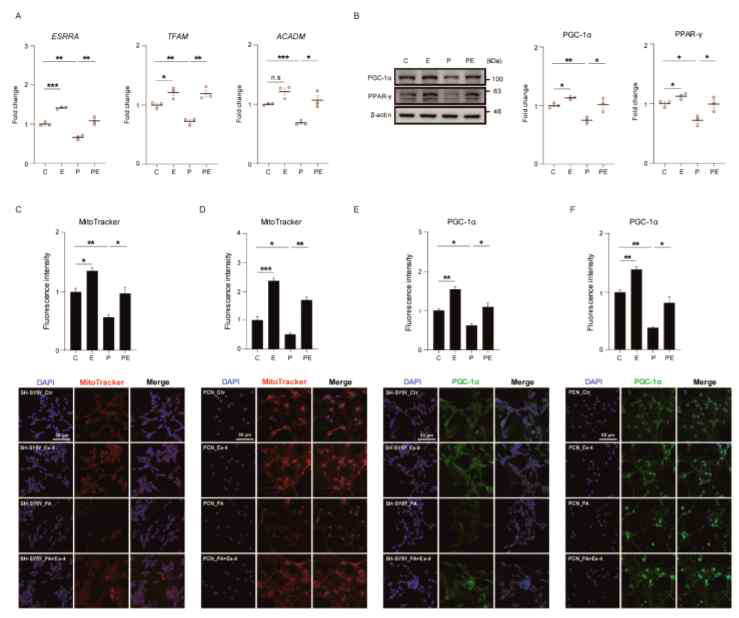 Exendin-4 improves the mitochondrial function of neurons against palmitic acid-induced oxidative stress
