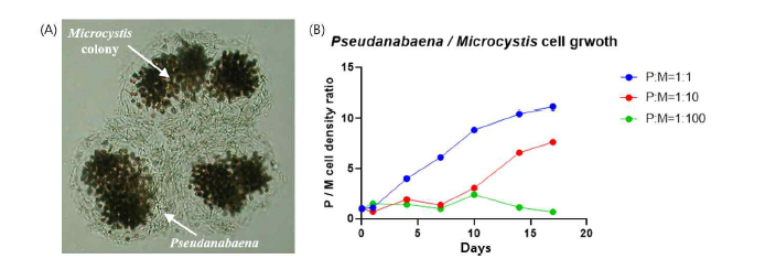 Pseudanabaena와 Microcystis의 공존 현미경 사진(A) 및 서로 다른 비율로 초기 접종하여 공배양할 때의 Pseudanabaena (P)와 Microcystis (M) 세포 농도의 상대비 변화(B)