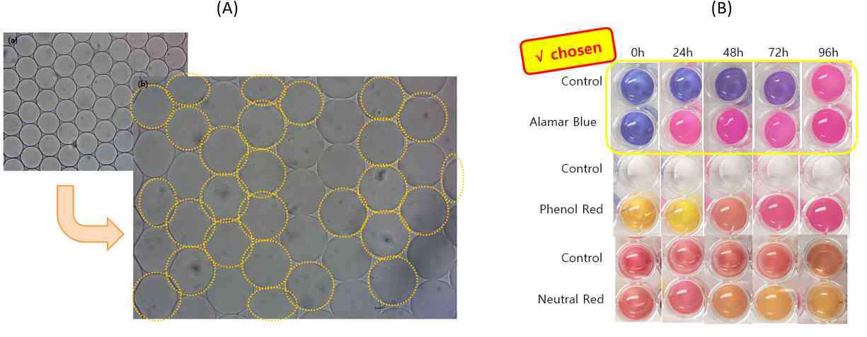 (A) 미세유체칩에서의 미생물 생장 모습 및 (B) 미생물 생장 검출을 위한 indicator dye의 비교실험