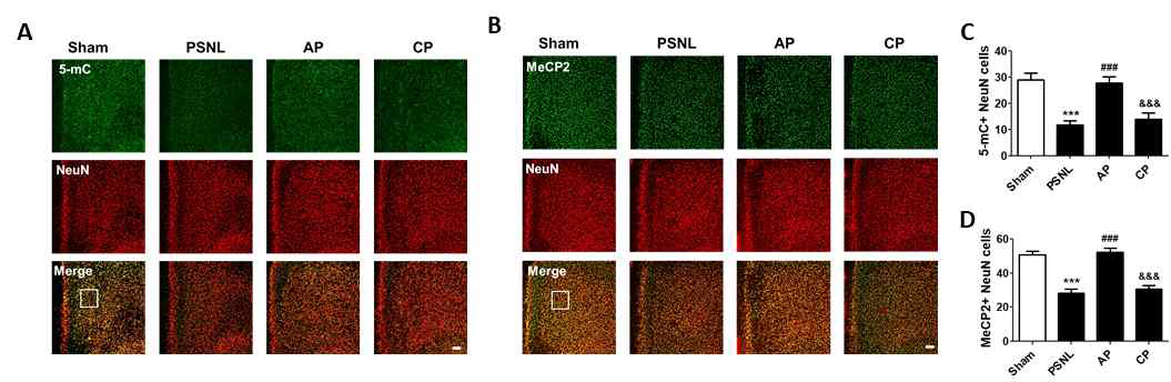 침치료에 의해 전전두엽에서 5-mC와 MeCP2의 발현양 변 화. ***p < 0.001 vs Sham, ###p < 0.001 vs PSNL, &&&p < 0.001 vs AP