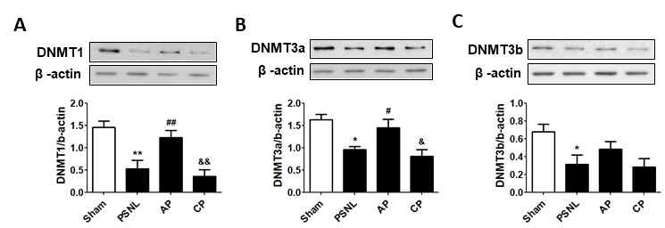 침치료에 의해 전전두엽에서 DNMT family의 단백 질 발현양 변화. *p < 0.05, **p < 0.01 vs Sham, #p < 0.05, ##p < 0.01 vs PSNL, &p < 0.05, &&p < 0.01 vs AP