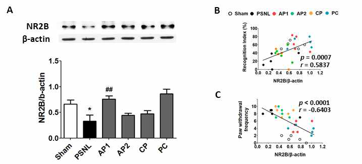 해마에서 NR2B 단백질 발현 변화와 각 행동과의 상관관계에 대한 침의 효과