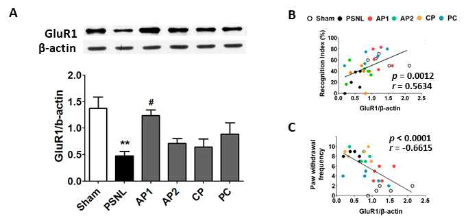 해마에서 GluR1 단백질 발현 변화와 각 행동과의 상관관계에 대한 침의 효과