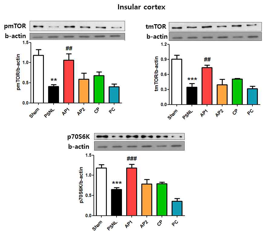 PSNL모델의 Insular cortex에 서 mTOR 경로에 대한 침의 효과