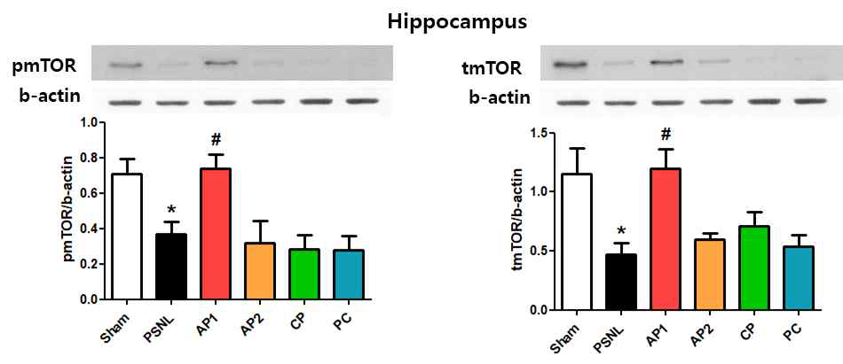 PSNL모델의 Hippocampus에서 mTOR 경로에 대한 침의 효과