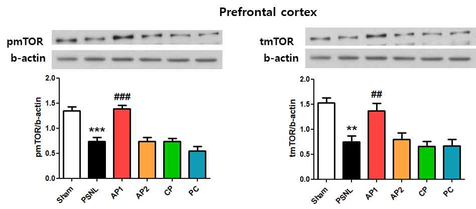 PSNL모델의 Prefrontal cortex에서 mTOR 경로에 대한 침의 효과