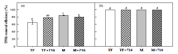 Pseudomonas sp. TF716에 의한 디젤 오염토양 내 TPH 분해능 비교. (a) 19일차. (b) 59일차. (TF: 톨페스큐 식재 토양; TF+716: TF716을 접종한 톨페스큐 식재 토양; M: 옥수수 식재 토양; M+716: TF716을 접종한 옥수수 식재 토양)