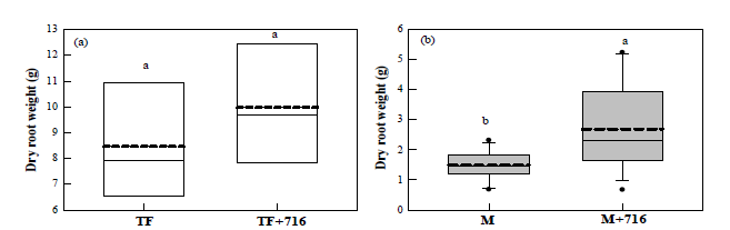 식물 뿌리 생장에 미치는 Pseudomonas sp. TF716 접종 효과. (a) 톨페스큐. (b) 옥수수. (TF: 톨페스큐 식재 토양; TF+716: TF716을 접종한 톨페스큐 식재토양; M: 옥수수 식재 토양; M+716: TF716을 접종한 옥수수 식재 토양)