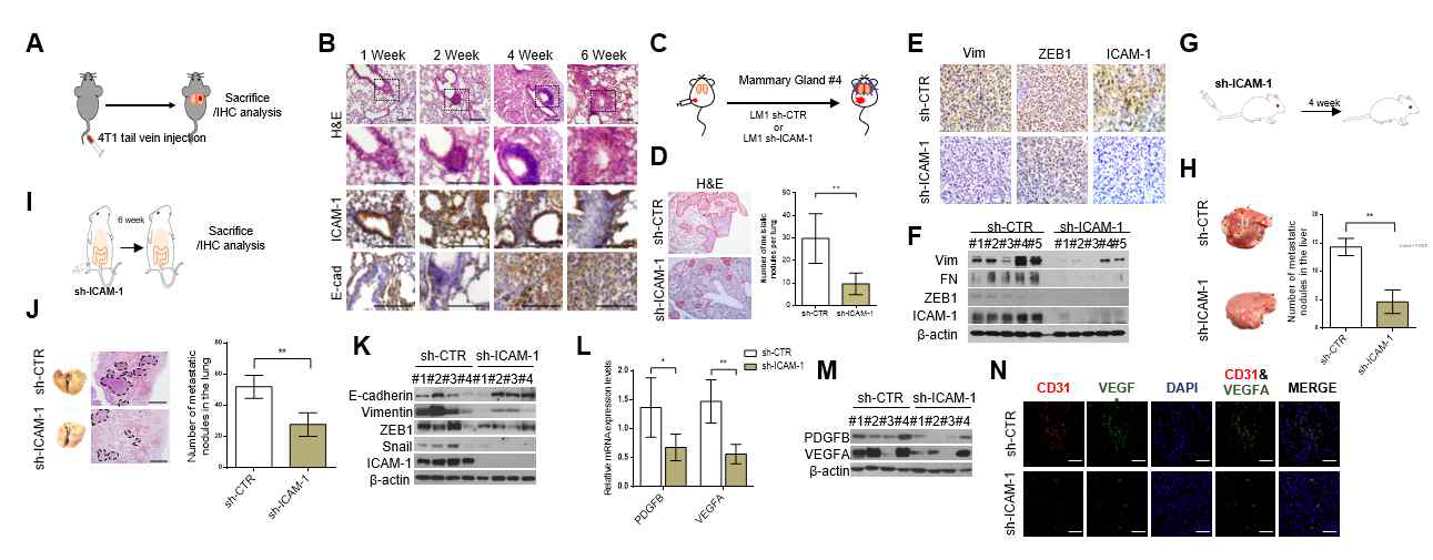 유방암 및 대장암에서 ICAM-1의 발현에 따른 In vivo 전이 억제 효능 분석