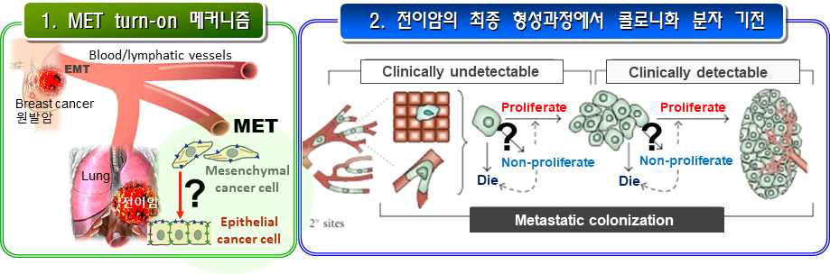 암전이 과정에서 MET 및 콜로니화 조절기전 연구의 개요