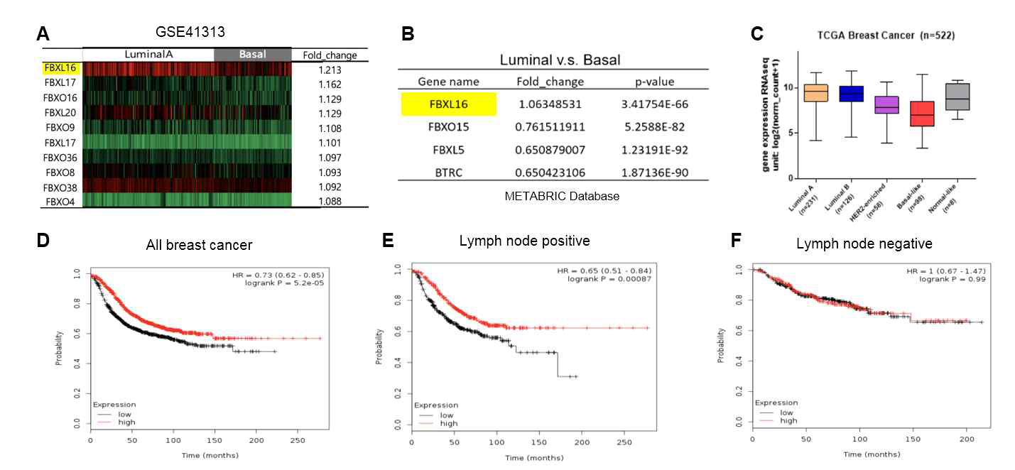 유방암세포 특이적 전이 조절 E3 ligase 탐색