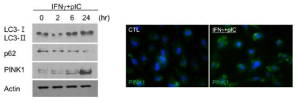 모발세포의 면역반응에서 PINK1의 발현 및 mitophagy의 활성화