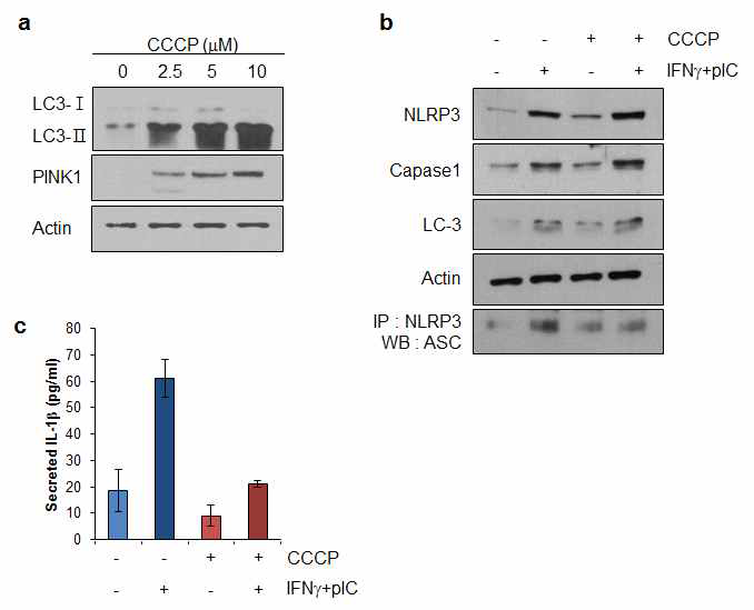 mitophagy 활성화에 의한 모발세포의 면역반응 억제