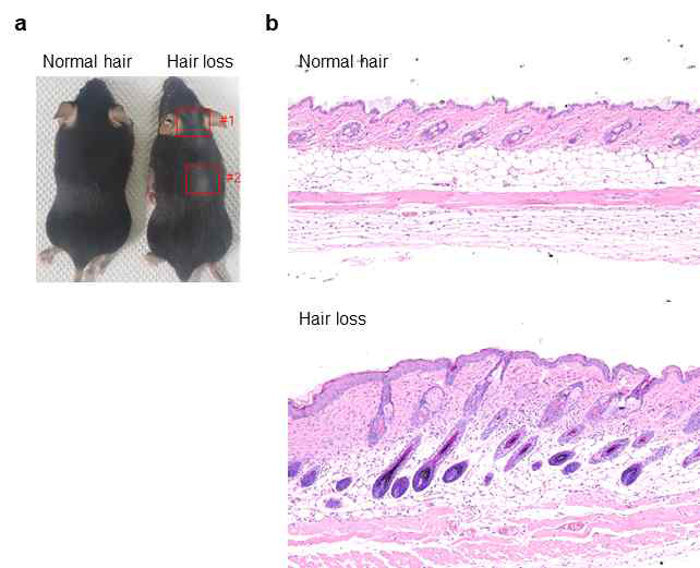 PINK1 knockout mice의 hair loss