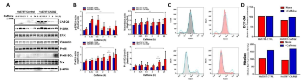 CASQ2 과발현 세포주의 in vitro 검증