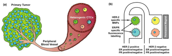 혈액 내 전이암 세포의 포집 및 분리를 위한 (좌)자력구배 기반 분리 기술 및 (우)면역형광염색 기반 검증 기술