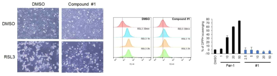 Compound #1의 페롭토시스 억제 기능