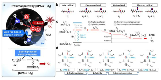 (a) 스핀 변환 전자 전이를 통한 단항 산소 생성 과정, (b) 고분자-삼중항 산소 구조에서의 전자와 홀, (c), (d) 흡광을 통한 단항 산소 생성 메커니즘