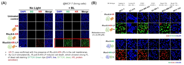 단백질 프로브를 처리한 MCF-7에 생물발광 (BL)을 유도한 이후 세포사멸을 보여주는 컨포컬 형광사진(A)과 총 6종의 유방암세포주에 단백질 프로브와 생물발광 유도 후 세포사멸 형광사진 (B)