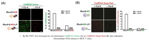 단백질 프로브를 처리한 MCF-7에 생물발광 (BL)을 유도한 이후 세포 내 ROS 스트레스 측정 시약인 CellROX Green (A) 혹은 CellROX Deep Red (B)로 염색한 형광 사진