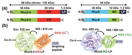생물발광단백질과 광감작단백질의 재조조합 벡터 (a) 및 재조합 단백질 모식도 (b). 암세포 표적특이성을 부여하기 위해 유방암 세포주를 표적하는 lead peptide (LP)를 광감작단백질 C말단에 도입하여 발현. 대조군으로는 LP가 없는 재조합 단백질을 구성