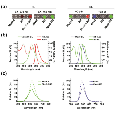 생물발광단백질 및 광감작단백질의 흡광 및 형광 스펙트럼 분석. (a)형광(FL) 및 생물발광 (BL) 이미징 사진, (b-c) Co-h 처리 후 두 단백질 간의 발광에너지 공명전이 스펙트럼 분석 결과: Rluc8.6-KR 재조합 단백질(좌) 및 Rluc8-MS 재조합 단백질 (우)